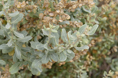 Atriplex undulata