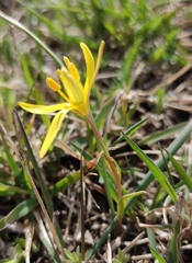 Gagea pauciflora