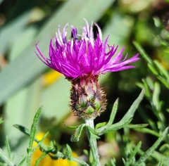 Centaurea limbata