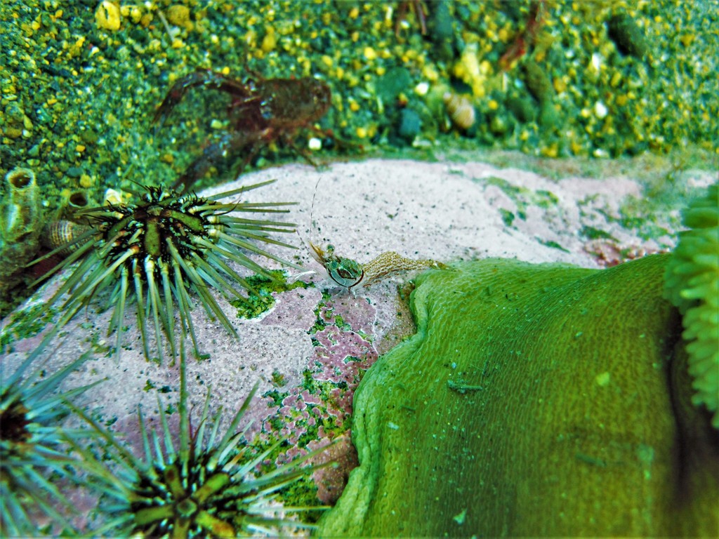 Campylonotoidea