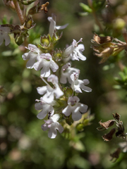 Thymus hyemalis