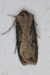 Agrotis volubilis