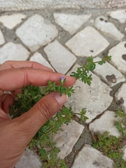 Campanula erinus