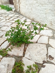 Campanula erinus