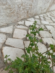 Campanula erinus