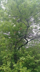 Cardinalis cardinalis