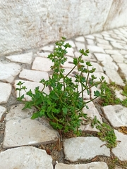 Campanula erinus