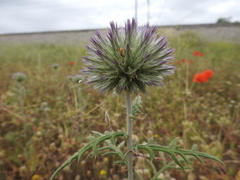 Echinops strigosus