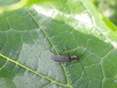 Discodon bipunctatum