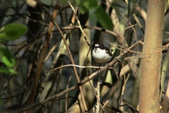 Ficedula hypoleuca