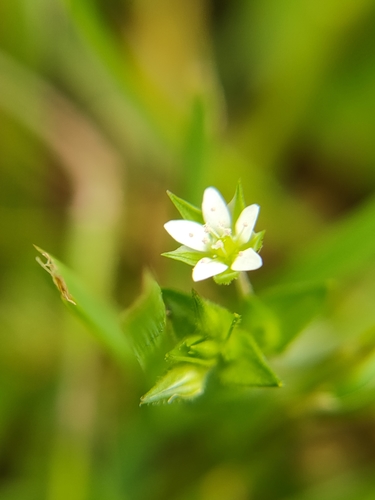 Arenaria serpyllifolia
