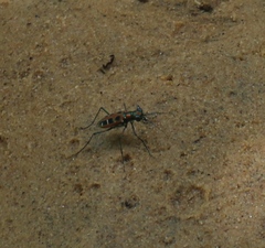Cosmodela barmanica