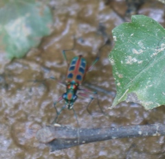 Cosmodela barmanica