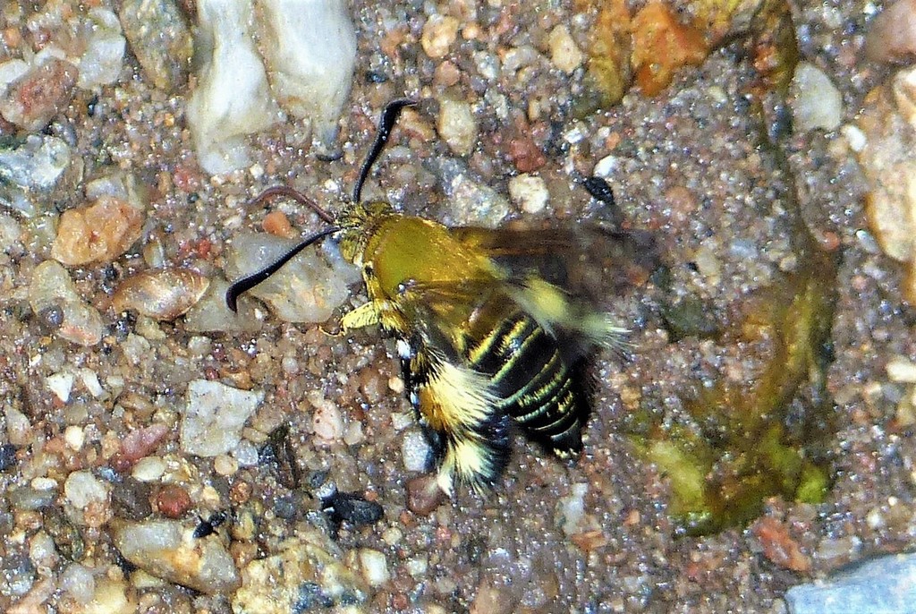 Melittia siamica