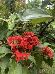 Ixora coccinea