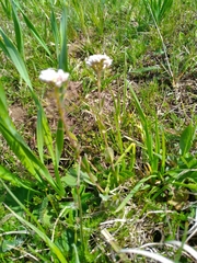 Noccaea caerulescens