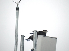 Caracara plancus