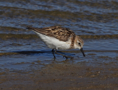 Calidris minuta