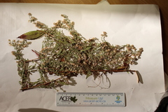 Symphyotrichum lateriflorum lateriflorum