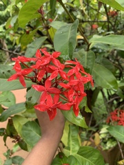 Ixora coccinea