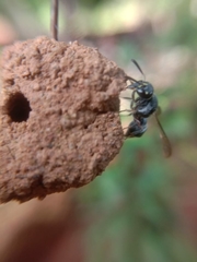 Subancistrocerus