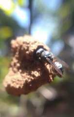 Subancistrocerus