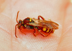 Nomada obliterata