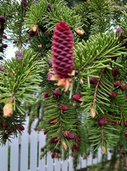 Picea abies