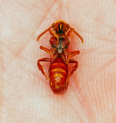 Nomada obliterata