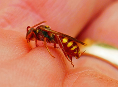 Nomada obliterata