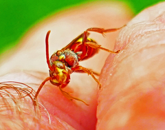 Nomada obliterata
