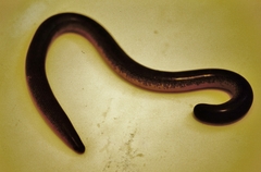 Afrotyphlops mucruso