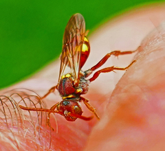 Nomada obliterata