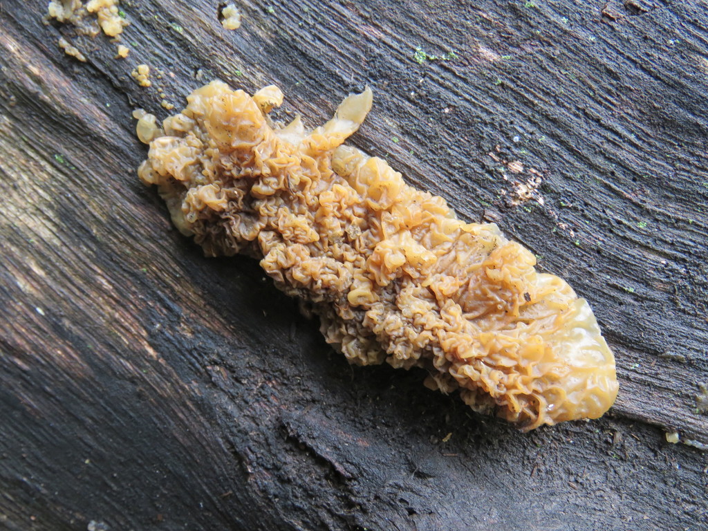 Exidia glandulosa · January 2018 · photo: © nicoolejnik (iNaturalist, cc-by)