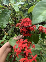 Ixora coccinea