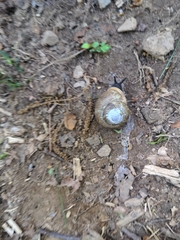 Zachrysia provisoria