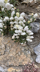 Antirrhinum majus