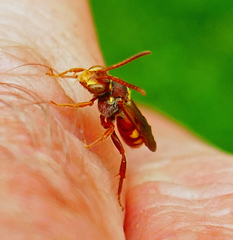 Nomada obliterata