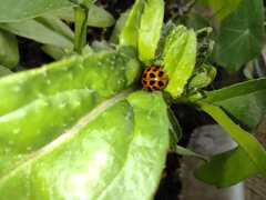 Harmonia axyridis