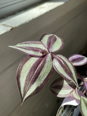 Tradescantia zebrina