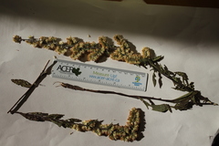 Solidago hispida hispida