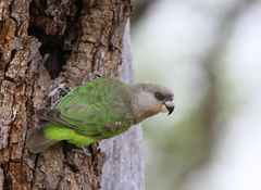 Poicephalus cryptoxanthus cryptoxanthus