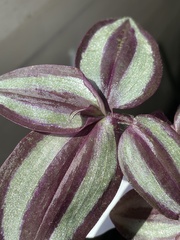 Tradescantia zebrina