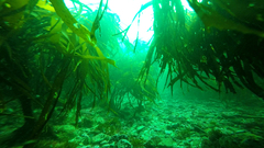 Lessonia trabeculata