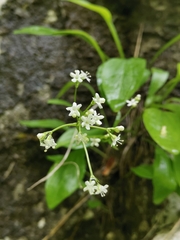 Valeriana saxatilis
