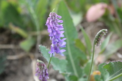 Vicia cracca cracca