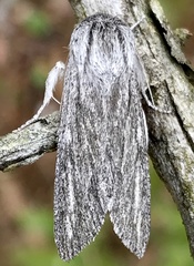 Acronicta lanceolaria