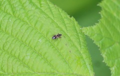 Scolopostethus thomsoni