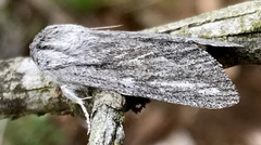 Acronicta lanceolaria
