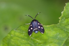 Chrysartona stipata